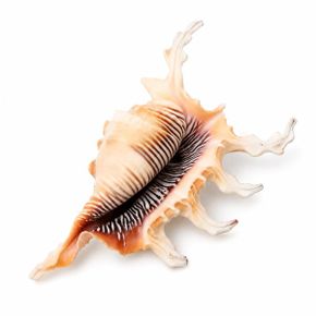 장식용조개껍질 거미고둥