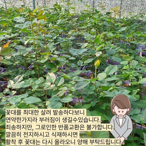 추가이미지4