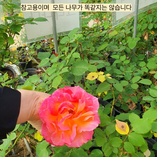 추가이미지6