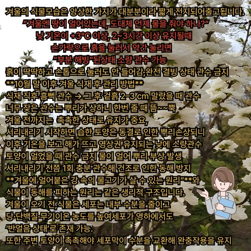 추가이미지7
