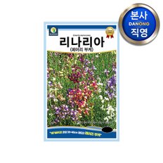 리나리아 페어리부케 씨앗 200립 . 애기금어초 일년색 봄 파종 꽃 꽃씨 종자