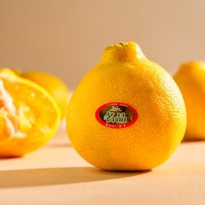 제주 명품 황금향 선물세트 2.5kg 중과 (12-16과 내외) (선물가방포함)