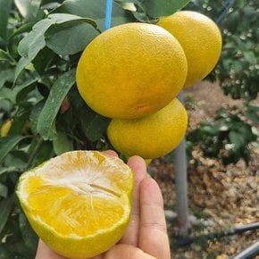 제주 황금향 가정용 1kg 소과