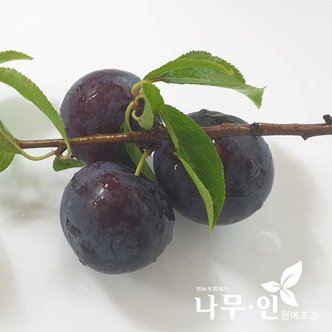  [나무인]바이오체리 흑자두 묘목 2개