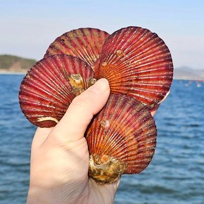 통영 홍가리비 1kg(18-25미 내외) 캠핑 조개 구이