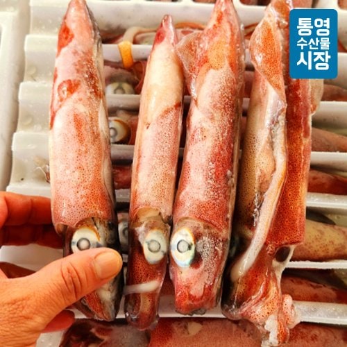 [통영수산물시장] 국내산 초코한치(급냉) 5~7미 1kg내외