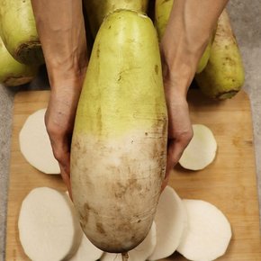 아삭아삭 추울수록 더 맛나는 무농약 제주 월동무 10kg