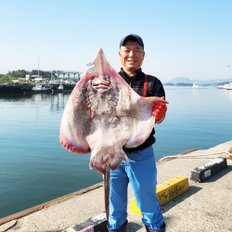 산지직송 국산 목포 홍어 500g (숙성도 선택 가능)