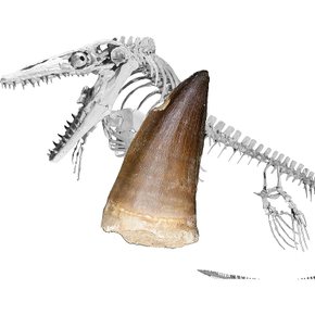 SCIENCE 공룡 화석 모사사우루스의 이빨 약 20mm Mosasaurus to