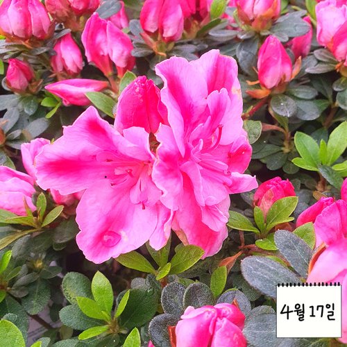 추가이미지