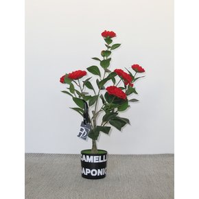 동백나무 (Camellia japonica) 조화