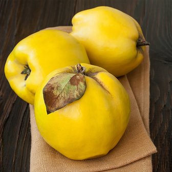  청도 생모과 1kg 모과차 모과청