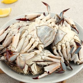 3대가 이어온 연평도 봄 암꽃게(알배기) 1kg / 4~5미 / 급냉