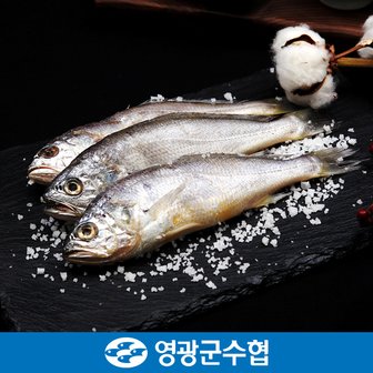 영광군수협 [냉동][영광군 수협]법성포 영광 굴비 세트 1.4kg(역걸이/20미)