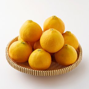 이제주 과즙가득 황금향 2.5kg (중과 11과 내외)