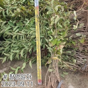 병꽃나무 묘목 (붉은병꽃) H0.6전후  개화주