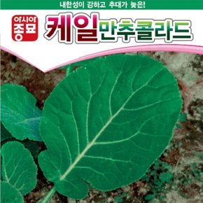 케일씨앗종자 만추콜라드(100g)