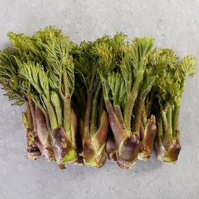 산지직송 일월산 유기농 참두릅 500g