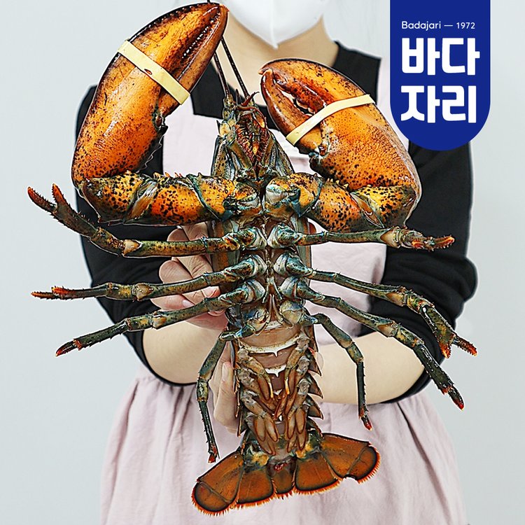 살아서 도착하는 활랍스타 1마리 (500g / 600g / 700g /1kg 중량 택1), 믿고 사는 즐거움 SSG.COM 살아서 도착하는 활랍스타 1마리 (500G / 600G / 700G /1Kg 중량 택1), 믿고 사는 즐거움 Ssg.Com