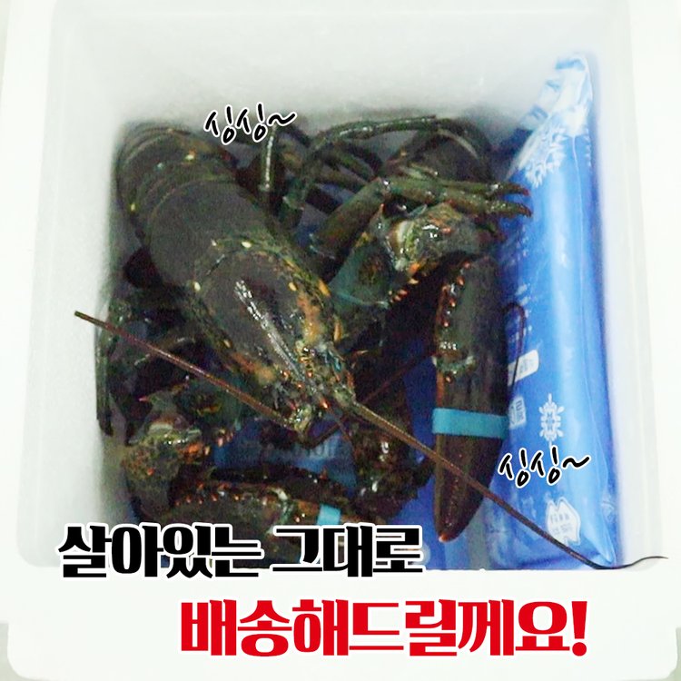 살아서 도착하는 활랍스타 1마리 (500g / 600g / 700g /1kg 중량 택1), 믿고 사는 즐거움 SSG.COM 살아서 도착하는 활랍스타 1마리 (500G / 600G / 700G /1Kg 중량 택1), 믿고 사는 즐거움 Ssg.Com