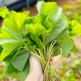 전라도청년 싱싱한 거창군 머위 잎 1kg