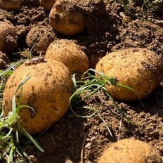 자연맛남 [포슬포슬] 국내산 햇 감자 10kg(특)