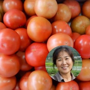 착한농부 신선한 토마토 5kg(3-5번과)
