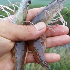 제철 생물 흰다리새우 1kg(28-32미 내외) 제철 새우_국내산