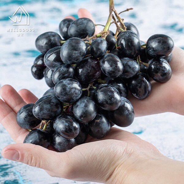 달콤한 씨없는 세이블 블랙 포도 1kg(2-3수)