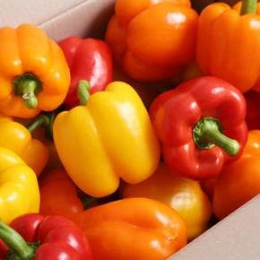 [맛꾼] 산지직송 파프리카 가정용 2kg(10-16개내외)