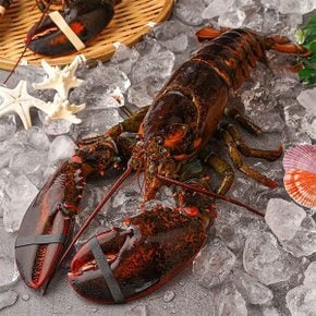[물맛남] 수율보장 항공직송 활랍스터 850내외 1마리