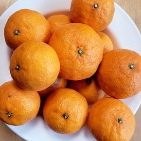 [제주산지직송] 못난이 카라향 혼합과 9kg