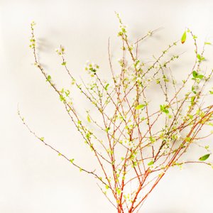 코코플라워 [코코 플라워] 설유화 가는 잎 조팝나무 생화택배 반단 한단