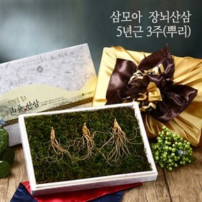 [삼모아] 장뇌산삼(산양산삼) 5년근 3뿌리(보은세트)/싱싱우드락패키지케이스+공단보자기포장