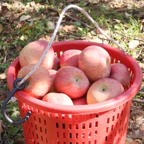 사과 경북 꿀 홍로 사과(중소) 2kg