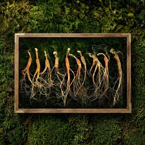 강원도 산양산삼 9-10년근 10뿌리