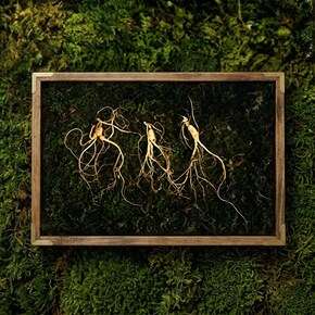 강원도 산양산삼 7-8년근 3뿌리