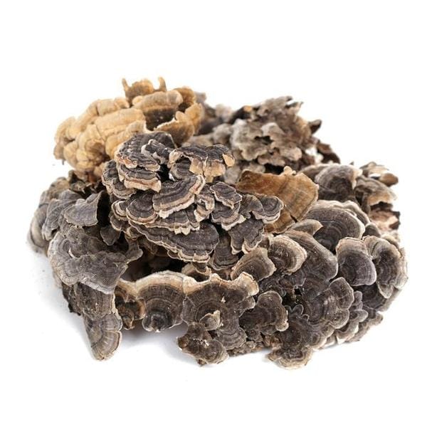 신선약초 국산 운지버섯 300g 자연산 구름버섯 (S10455850)