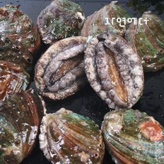 산지직송 완도 전복 1kg 12~13미