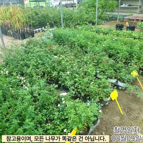 추가이미지1