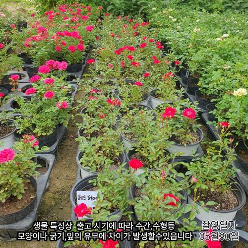 추가이미지2