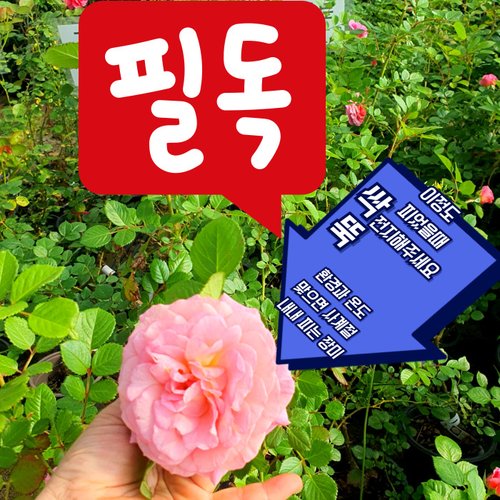 추가이미지5