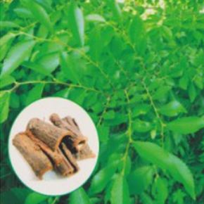 분재 약용 느릅나무 나무 종자 품종 식물 씨앗 300립