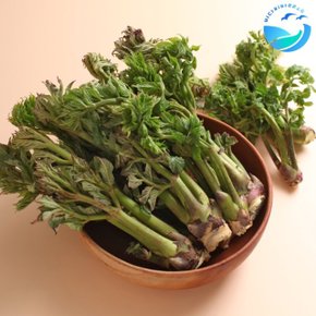 [예약판매]국내청도 자연산 참두릅 500g 1팩