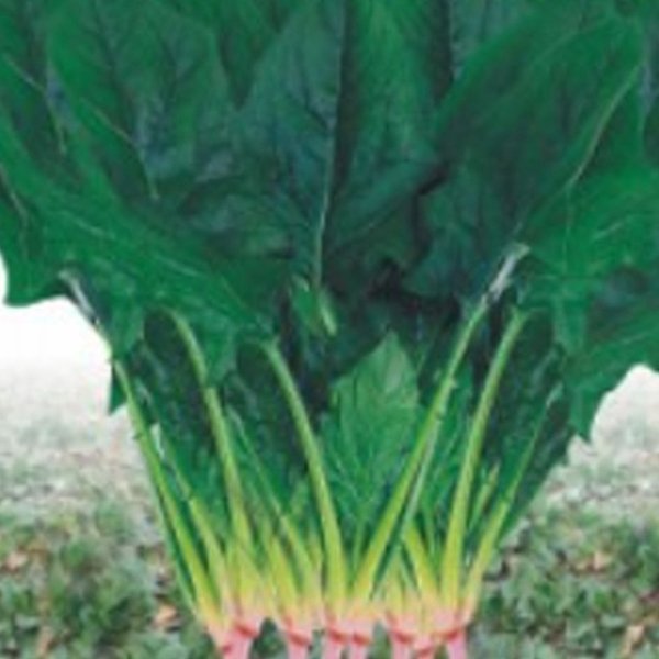 확대된 대표 image1