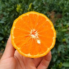 첫수확 제주 카라향 고당도 가정용 3kg 제철 과일 선물 세트