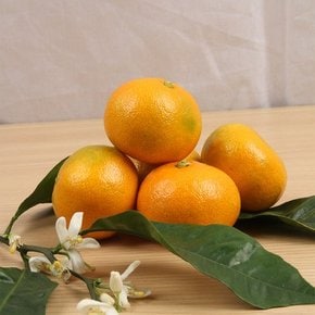 산지직송 제주 하우스 감귤 2kg 대과 L-2L 제주연가