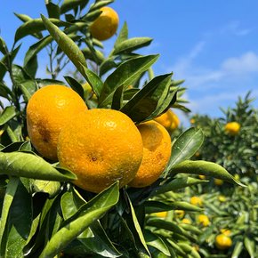 [쓱7클럽][산지직송] 제주 극조생 노지감귤 5kg 로얄과 (2S.S.M)