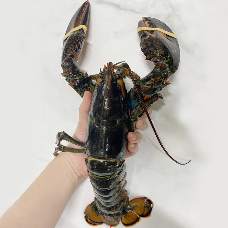 살아서 도착해요! 항공직송 활 랍스터 700~800g 내외, 믿고 사는 즐거움 SSG.COM 살아서 도착해요! 항공직송 활 랍스터 700~800G 내외, 믿고 사는 즐거움 Ssg.Com