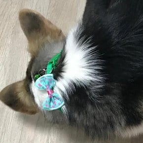 강아지 고양이 딸랑이 목줄 1P